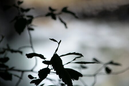 Light and shadow plant leaves leaves in shadow photo