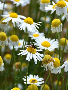 Nature flowers plant