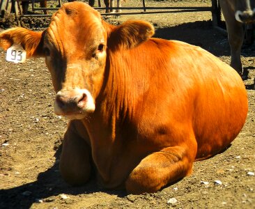 Cattle steer market steer