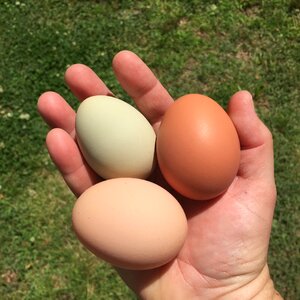 Eggs chickens backyard chickens