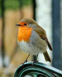 Red songbird cute photo