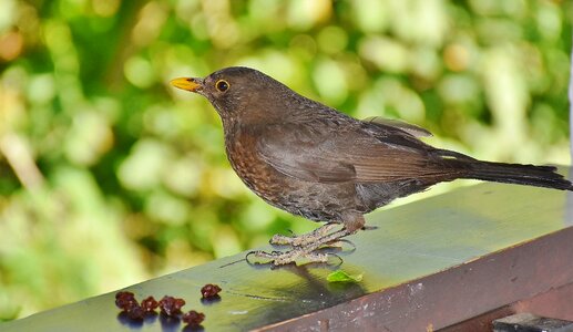 Black black-brown female photo