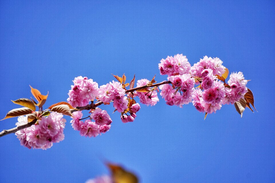 Japanese cherry ornamental ornamental trees