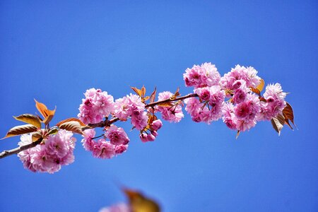 Japanese cherry ornamental ornamental trees photo