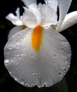 Spring white iris drops of water