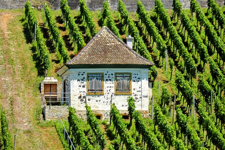 Summer kaiserstuhl swim