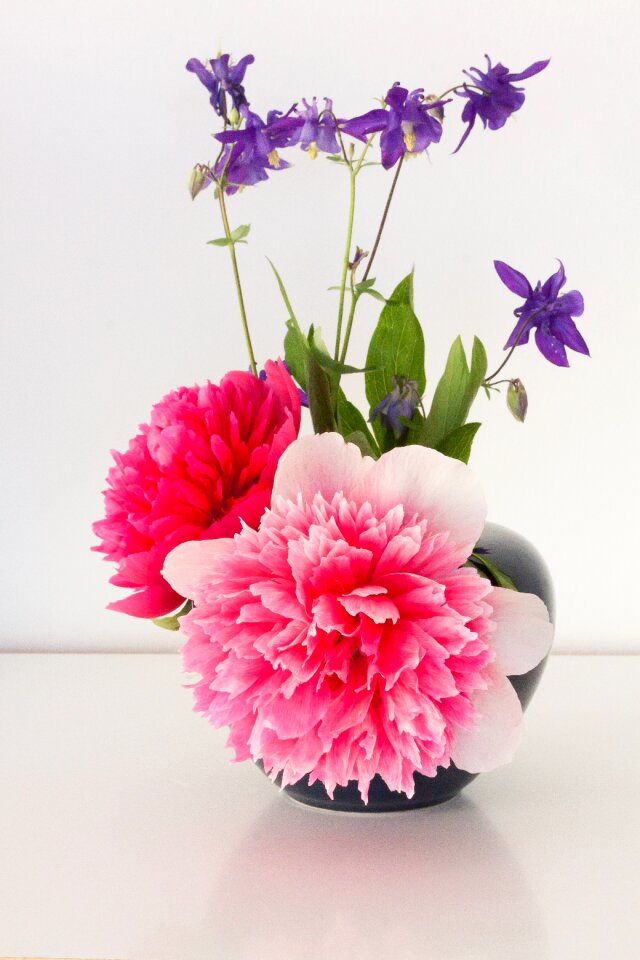 Spring blossom bloom