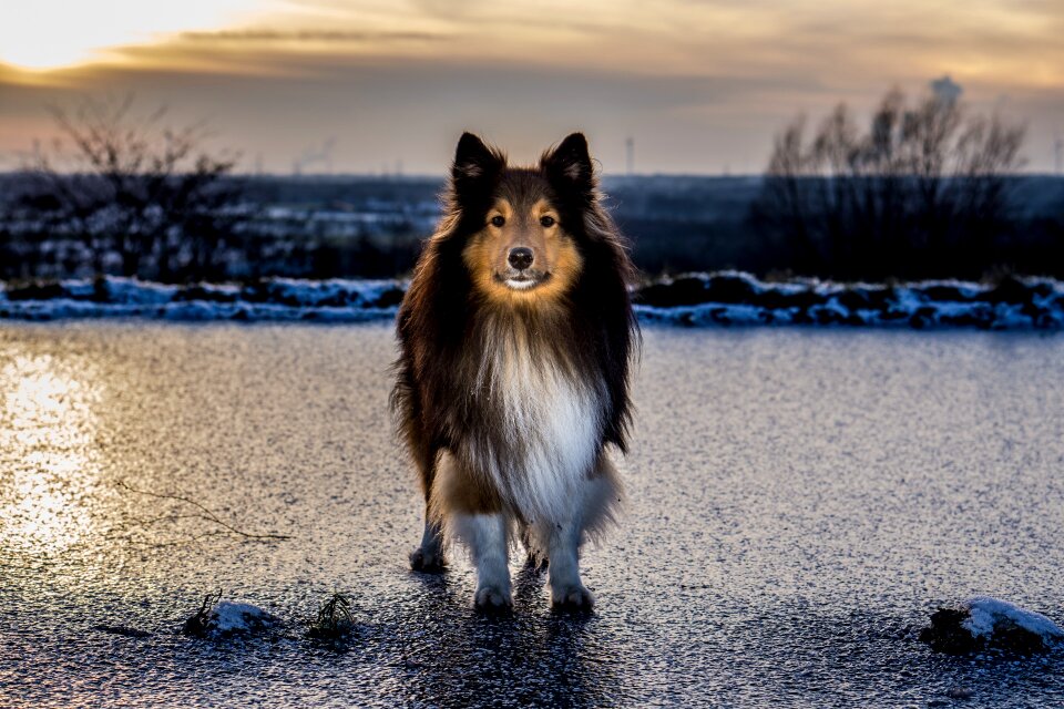 Sunset winter standing dog