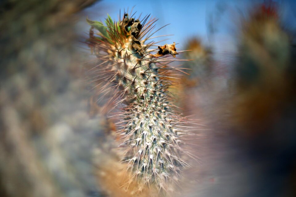 Cacti desert succulent