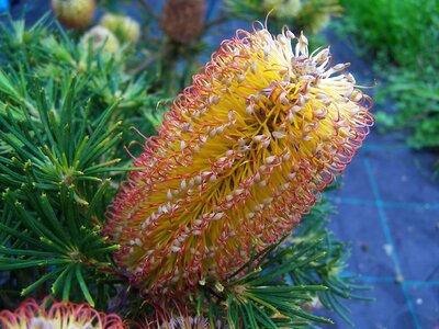 Banksia spinulosa flower