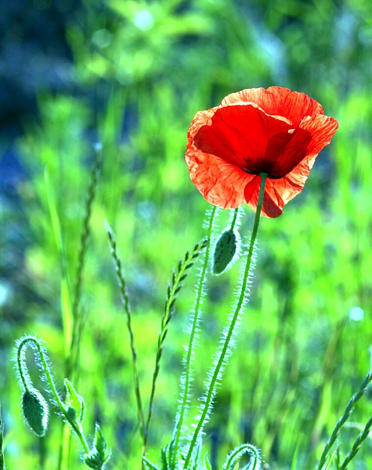 Single vertical the beasts of the field