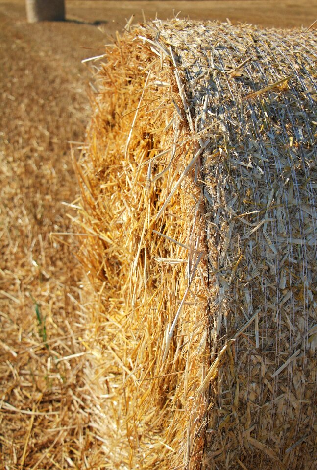 Agriculture round bales field