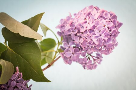 Purple violet bloom photo