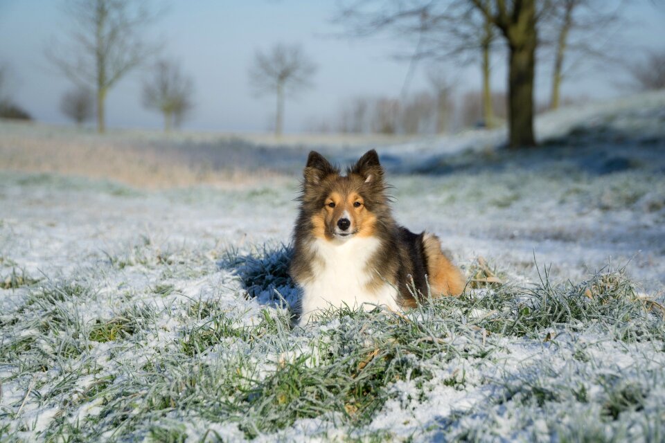 Lying winter eiswiese