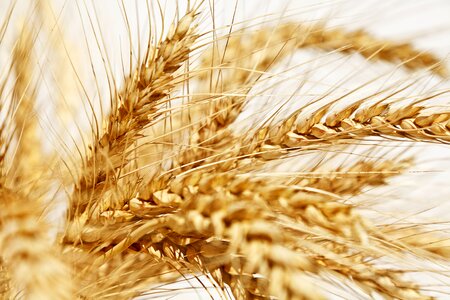 Spike yellow wheat