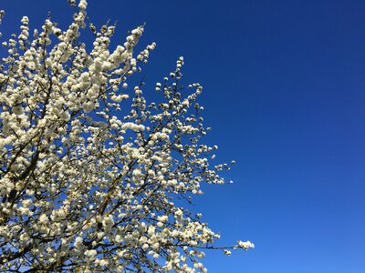 Flowers nature cherry blossom photo