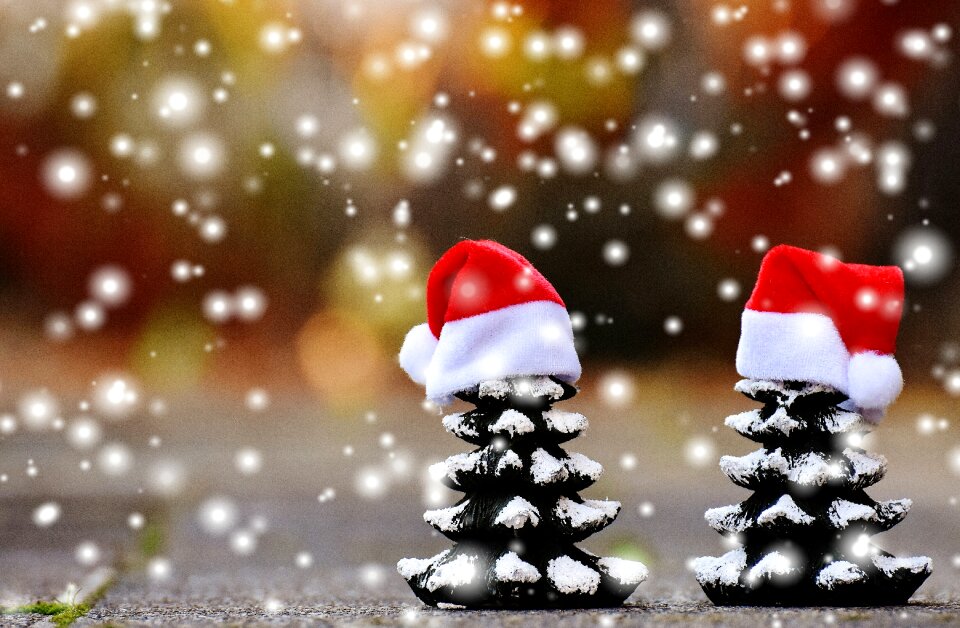 Trees funny santa hat