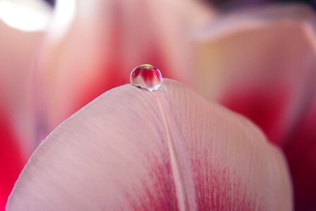 Macro mirroring close up