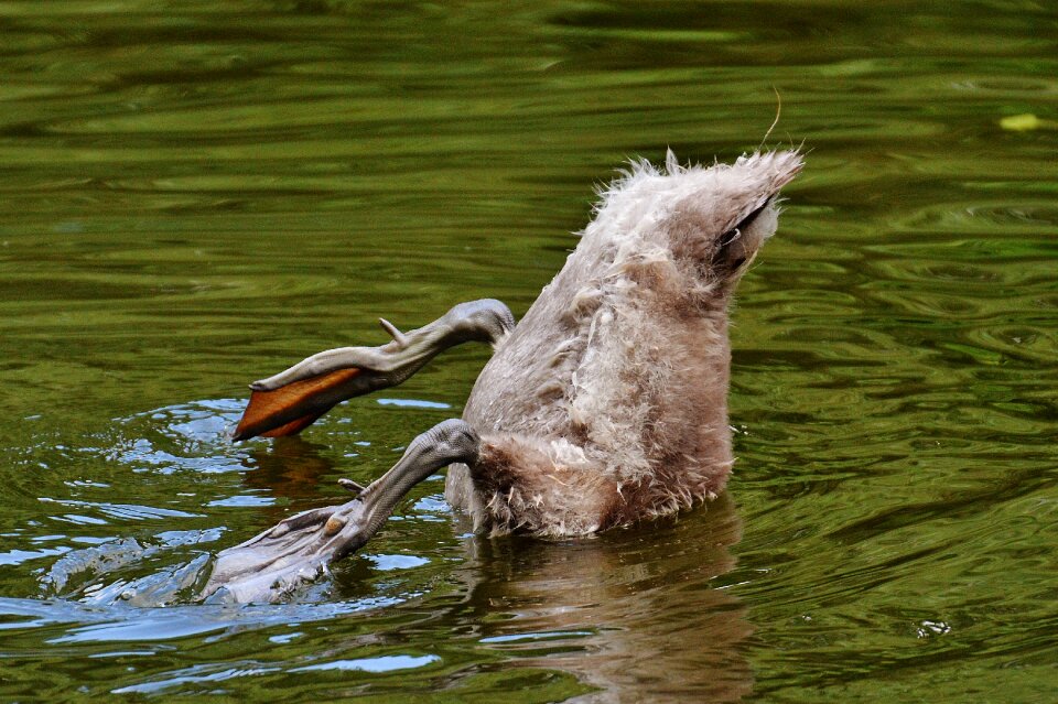 Animal world water bird