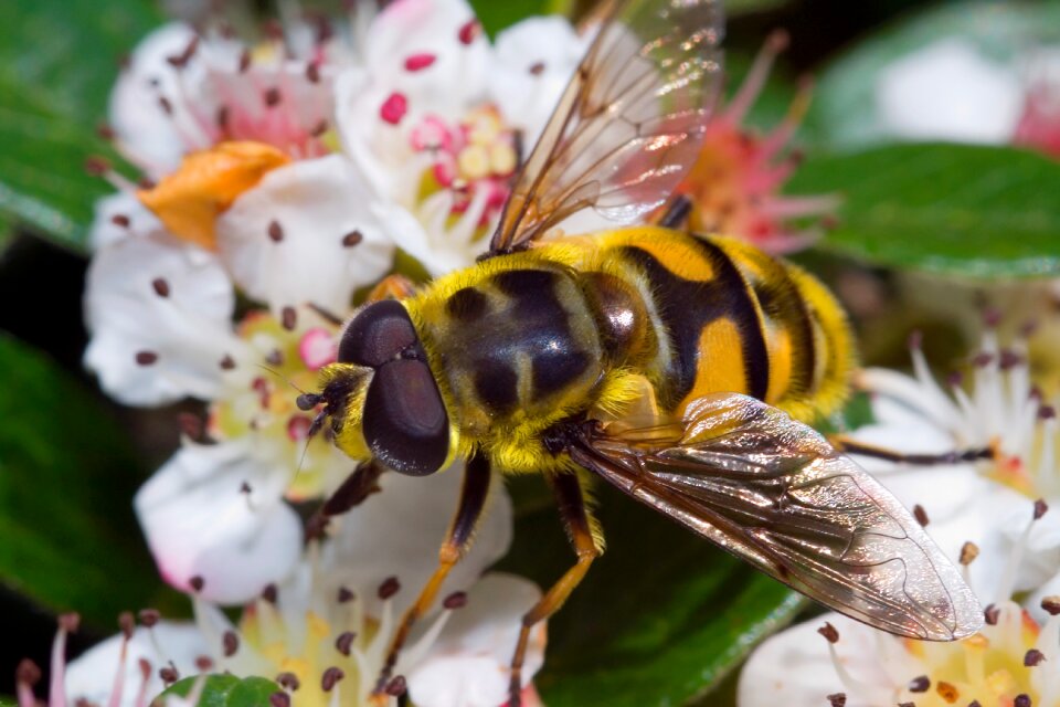 Insect nature hoverfly