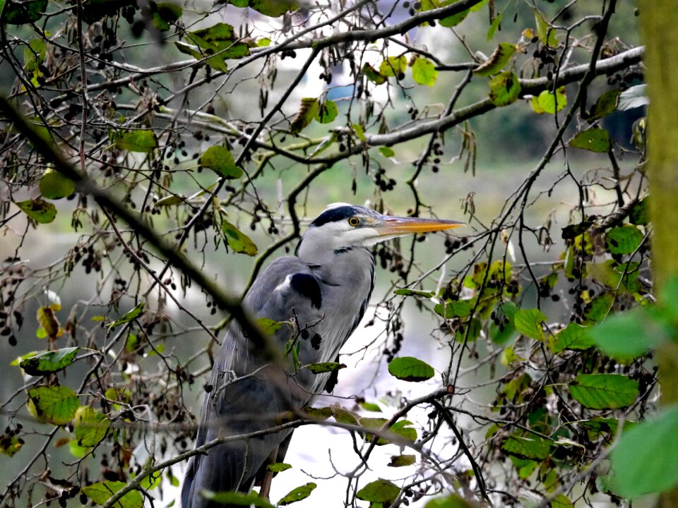 Grey heron nature birds
