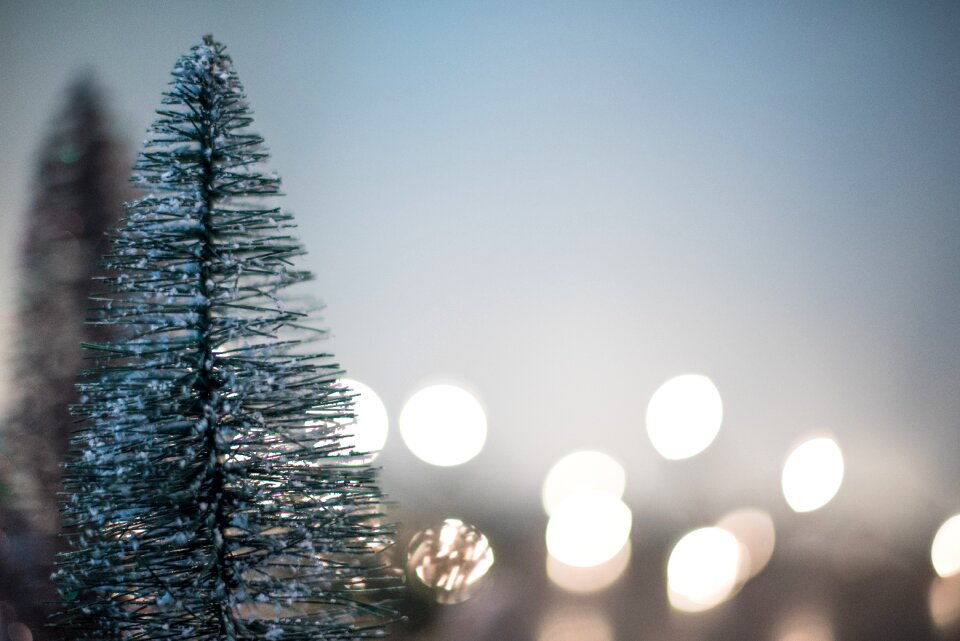 Celebration christmas cold