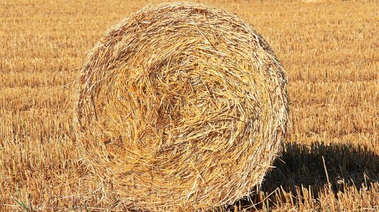 Agriculture round bales field