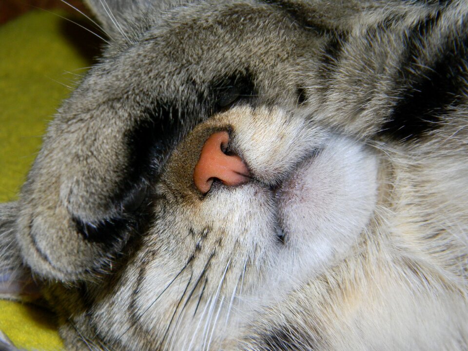 Domestic cat the nose dream
