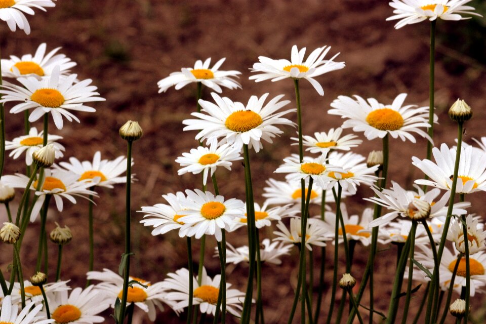 White plant nature