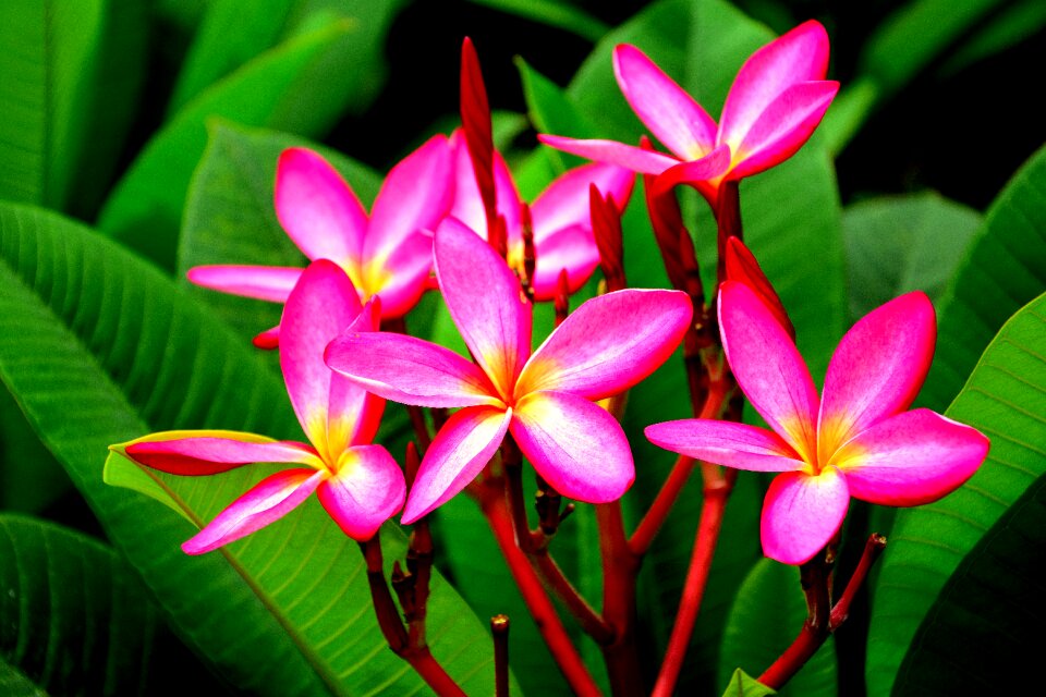 Garden blossom group