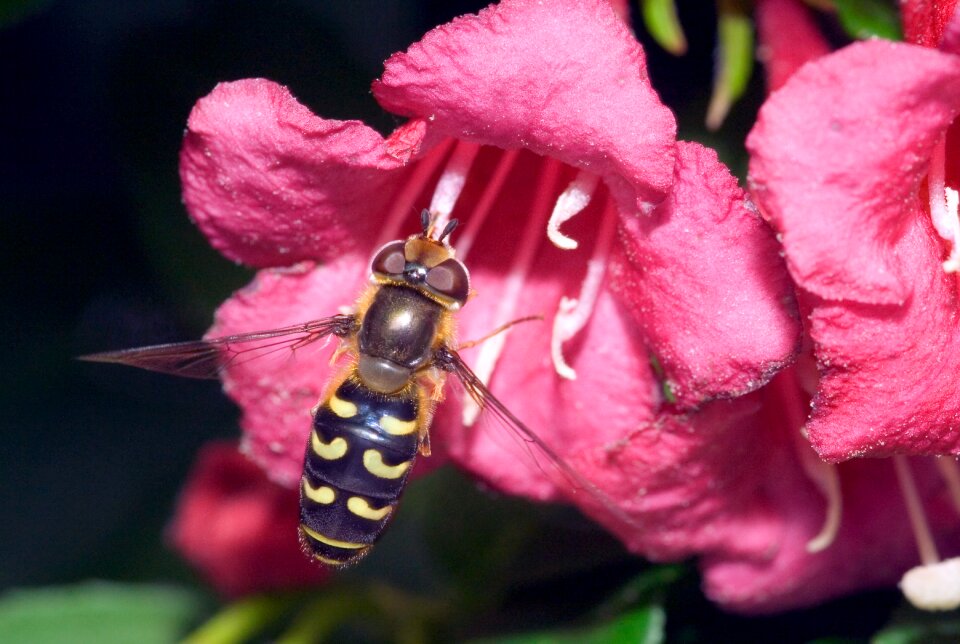 Macro close up hoverfly