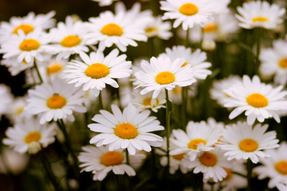 White plant nature