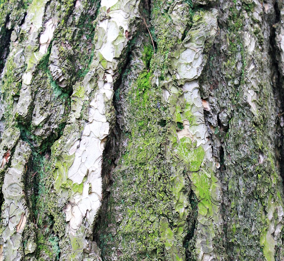 Wood structure nature