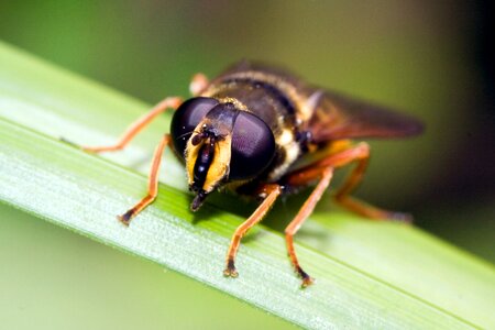 Macro close up hoverfly photo