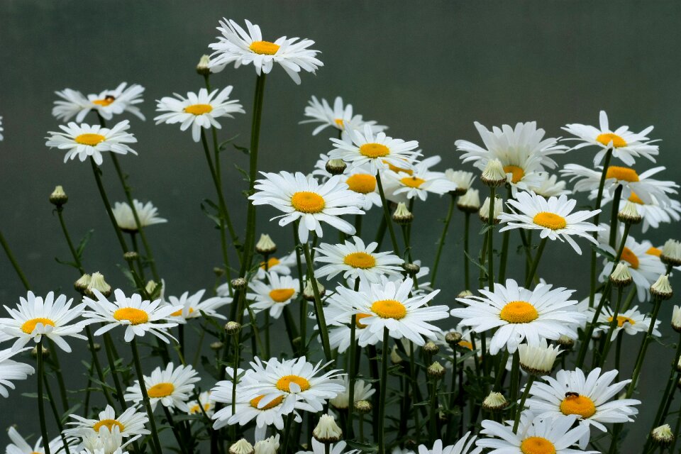 White plant nature
