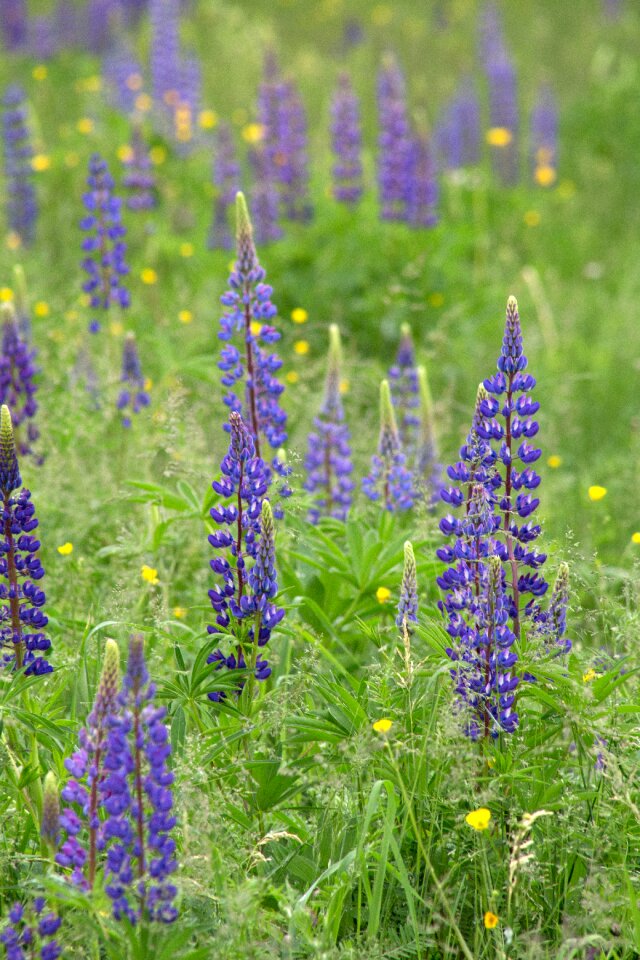 Grass lupine nature