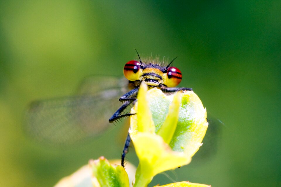 Macro close up nature