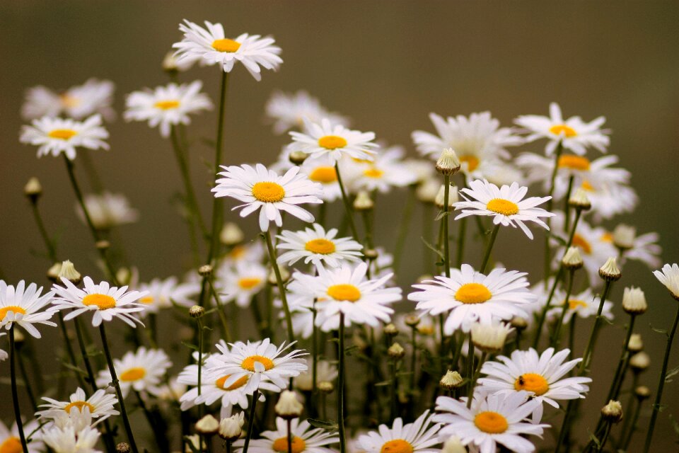 White plant nature