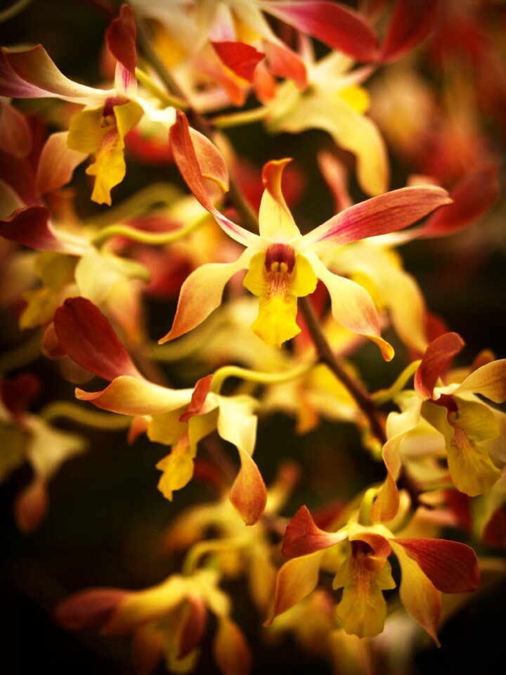 White green yellow