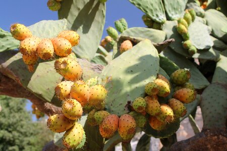 Plants italy fruit