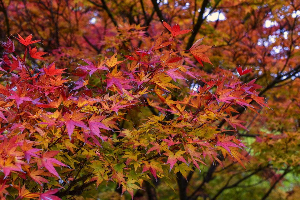 Leaves leaf autumn