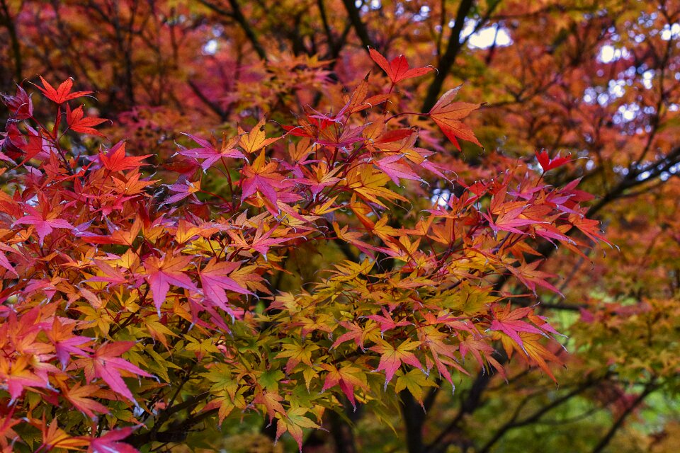 Leaves leaf autumn photo