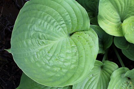 Green leaves plant photo