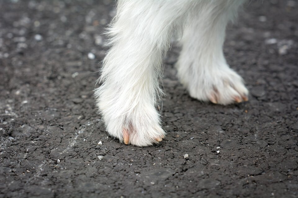 White white fur small dog
