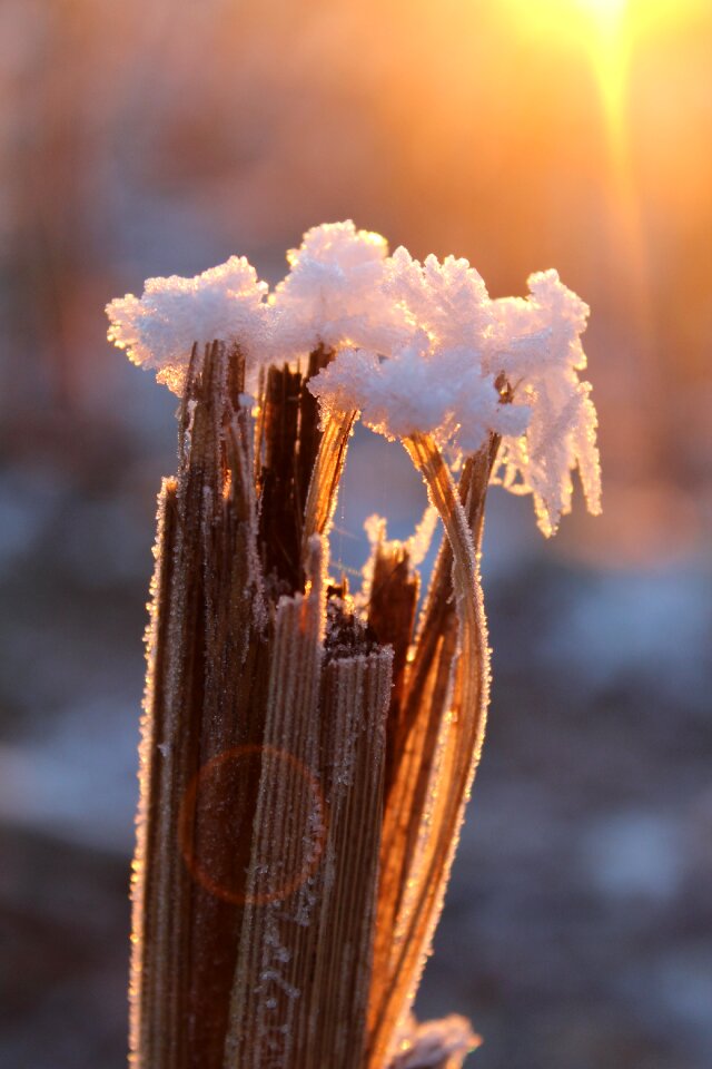 Sun morning winter