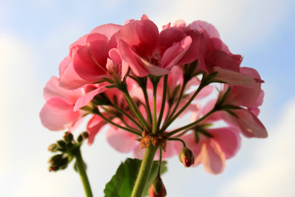 Nature pink flower plant