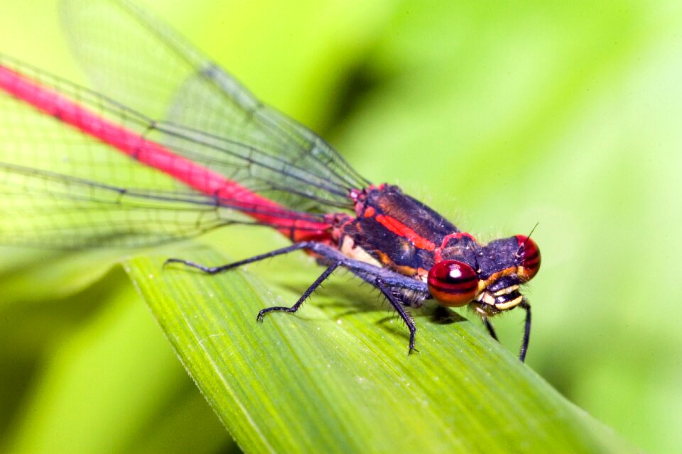 Insect nature close up photo