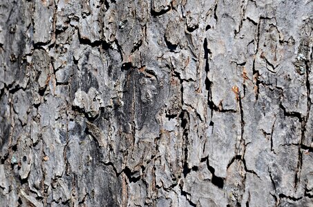 The bark trunk texture