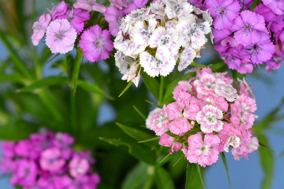 Flower plant garden