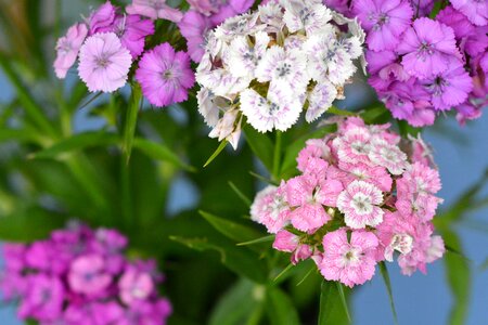 Flower plant garden